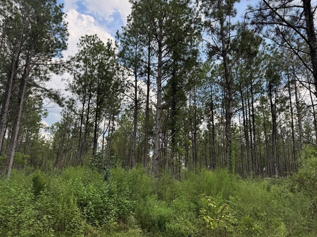 120 Acre Hunter’s Paradise in South MS for Sale
