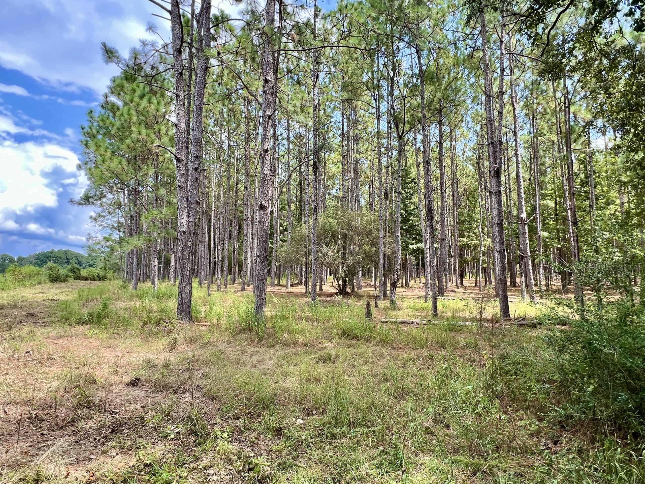 Prime Riverfront Hunting & Recreational Land for Sale in Samson Alabama!
