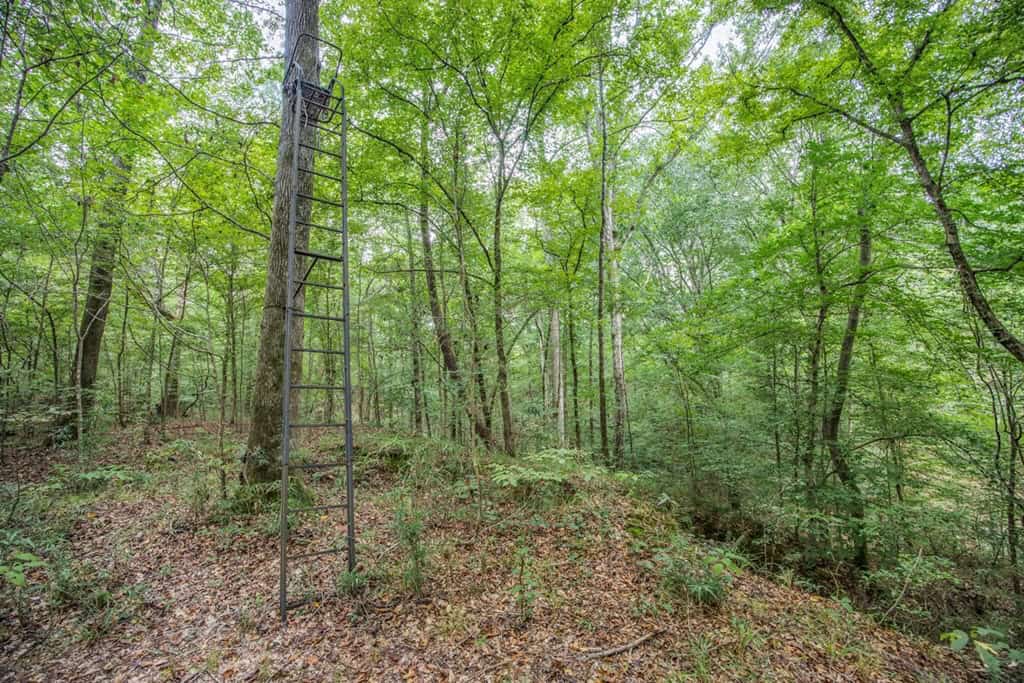 Lonely Live Oak – 1115 Acres Hunting Timberland SW MS