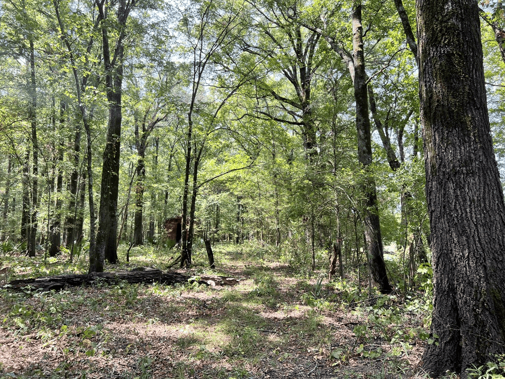 Hunting Land for Sale in Yazoo County, MS