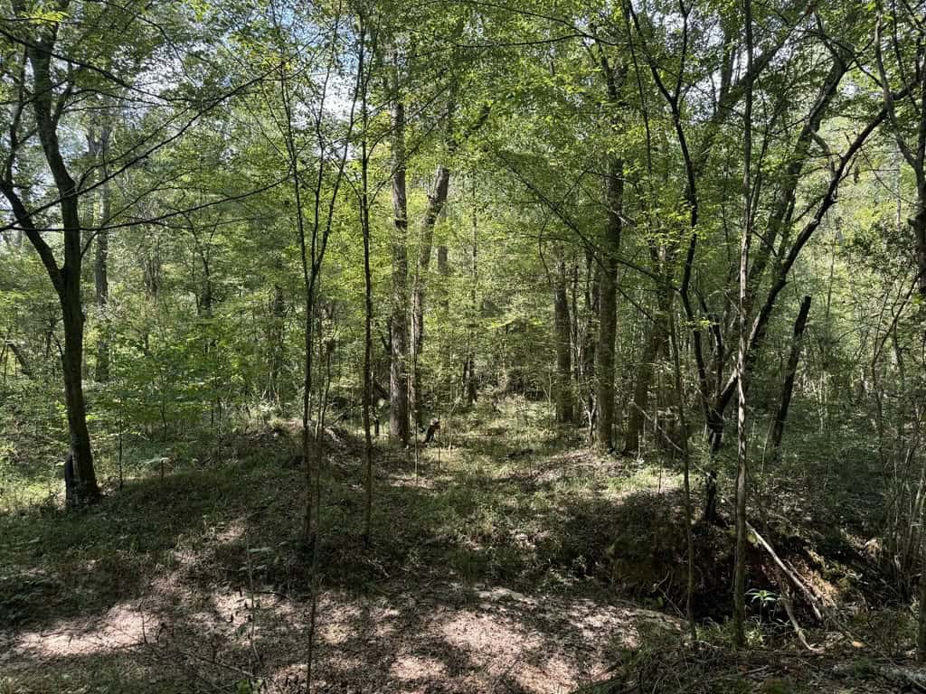 120 Acre Hunter’s Paradise in South MS for Sale