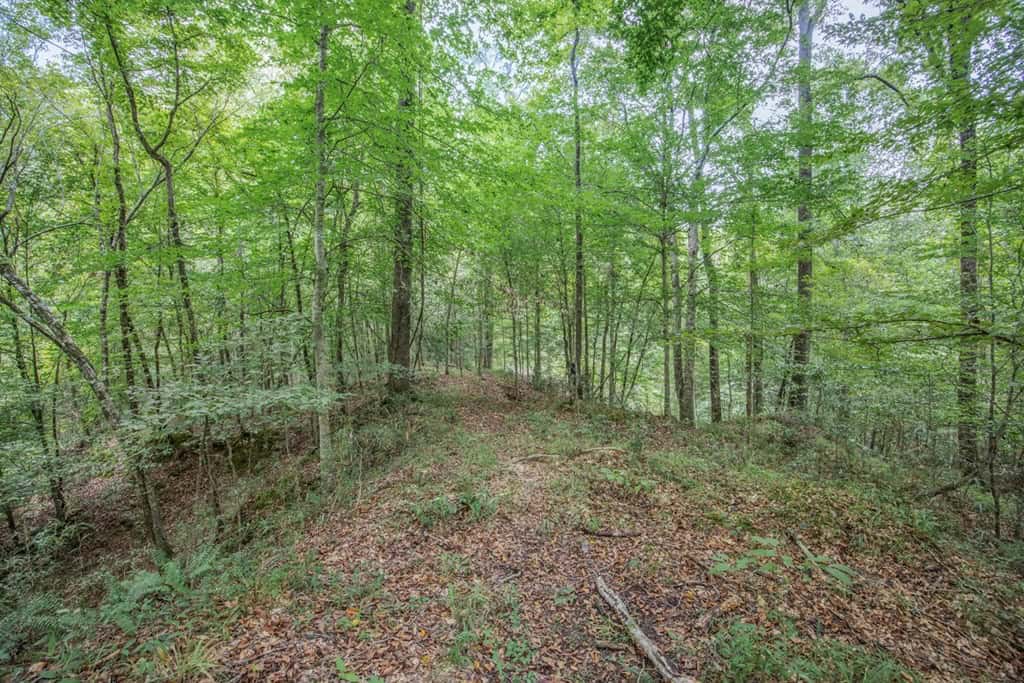 Lonely Live Oak – 1115 Acres Hunting Timberland SW MS