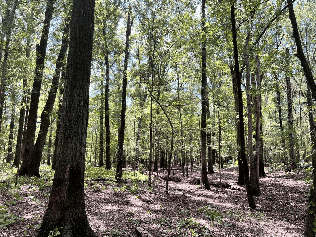 Hunting Land for Sale in Yazoo County, MS