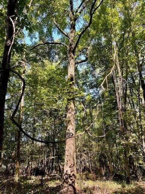 25 Acres For Sale Starkville MS