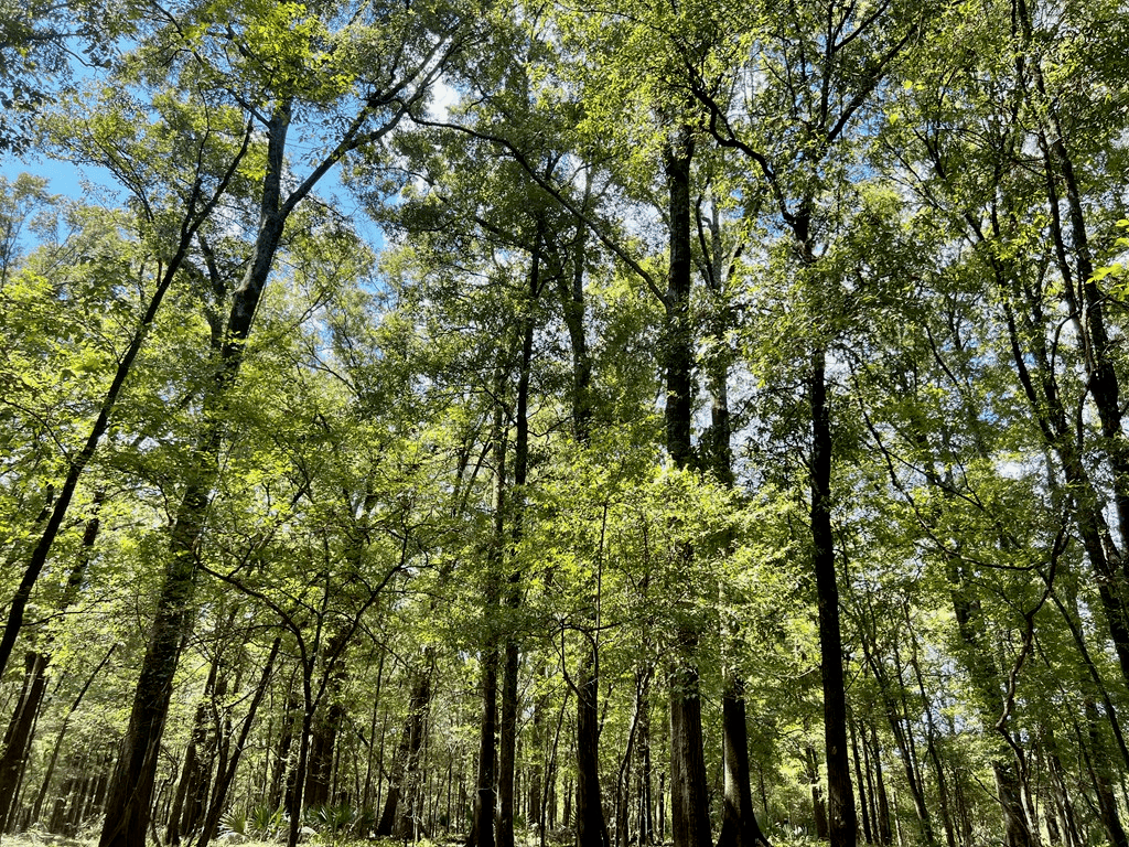 Hunting Land for Sale in Yazoo County, MS