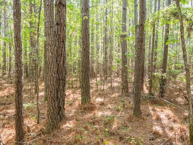 Cypress Lake 127 Acres in Starkville MS