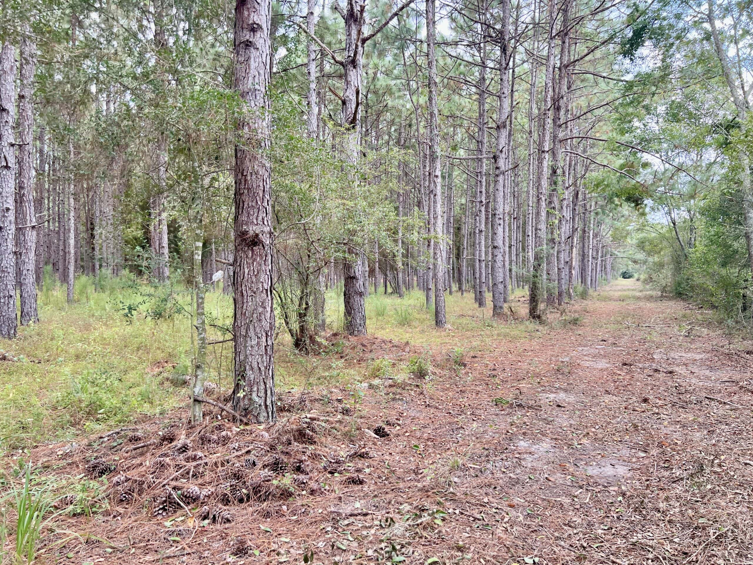 Prime Riverfront Hunting & Recreational Land for Sale in Samson Alabama!