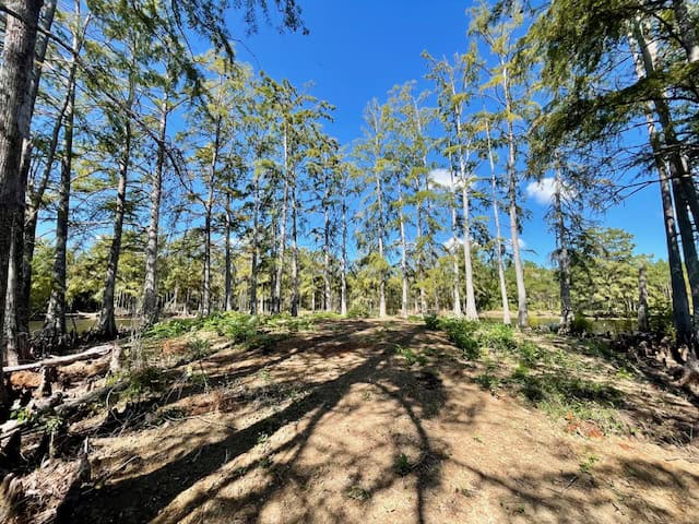 Cypress Lake 127 Acres in Starkville MS