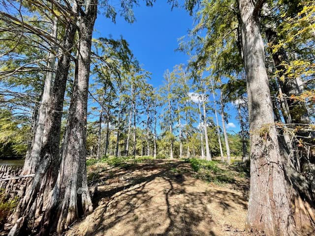 Cypress Lake 127 Acres in Starkville MS