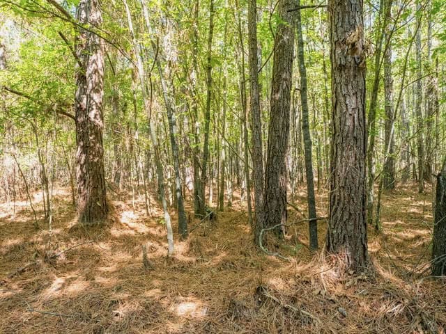 Cypress Lake 127 Acres in Starkville MS