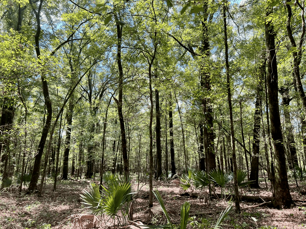 Hunting Land for Sale in Yazoo County, MS
