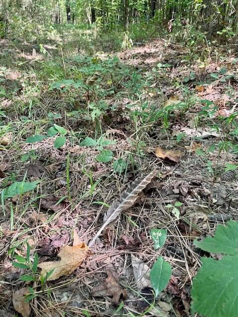 25 Acres For Sale Starkville MS