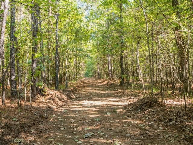 Cypress Lake 127 Acres in Starkville MS