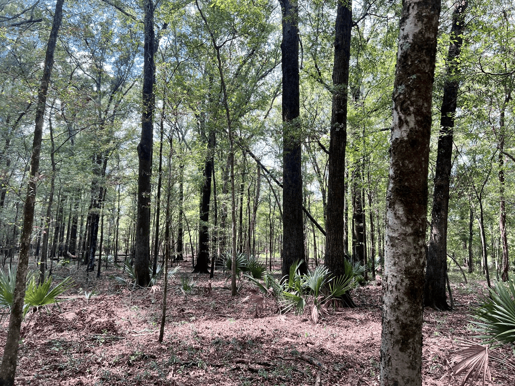 Hunting Land for Sale in Yazoo County, MS