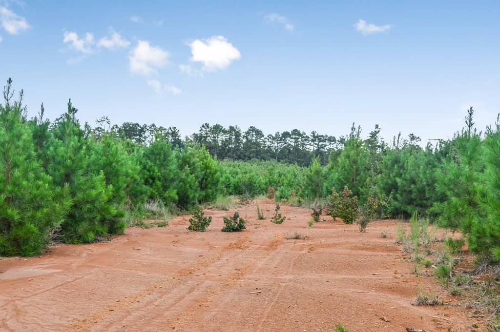 200 Acres of Land for Sale in North Pike School District