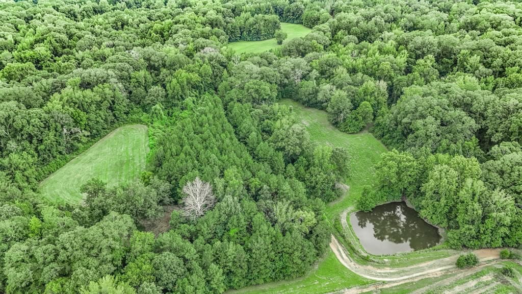 Lonely Live Oak – 1115 Acres Hunting Timberland SW MS