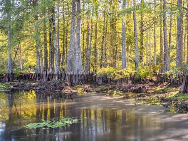 Cypress Lake 127 Acres in Starkville MS