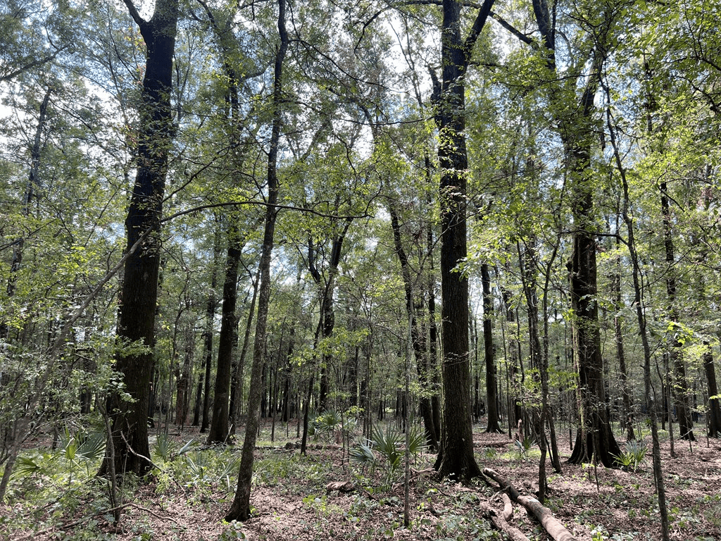 Hunting Land for Sale in Yazoo County, MS