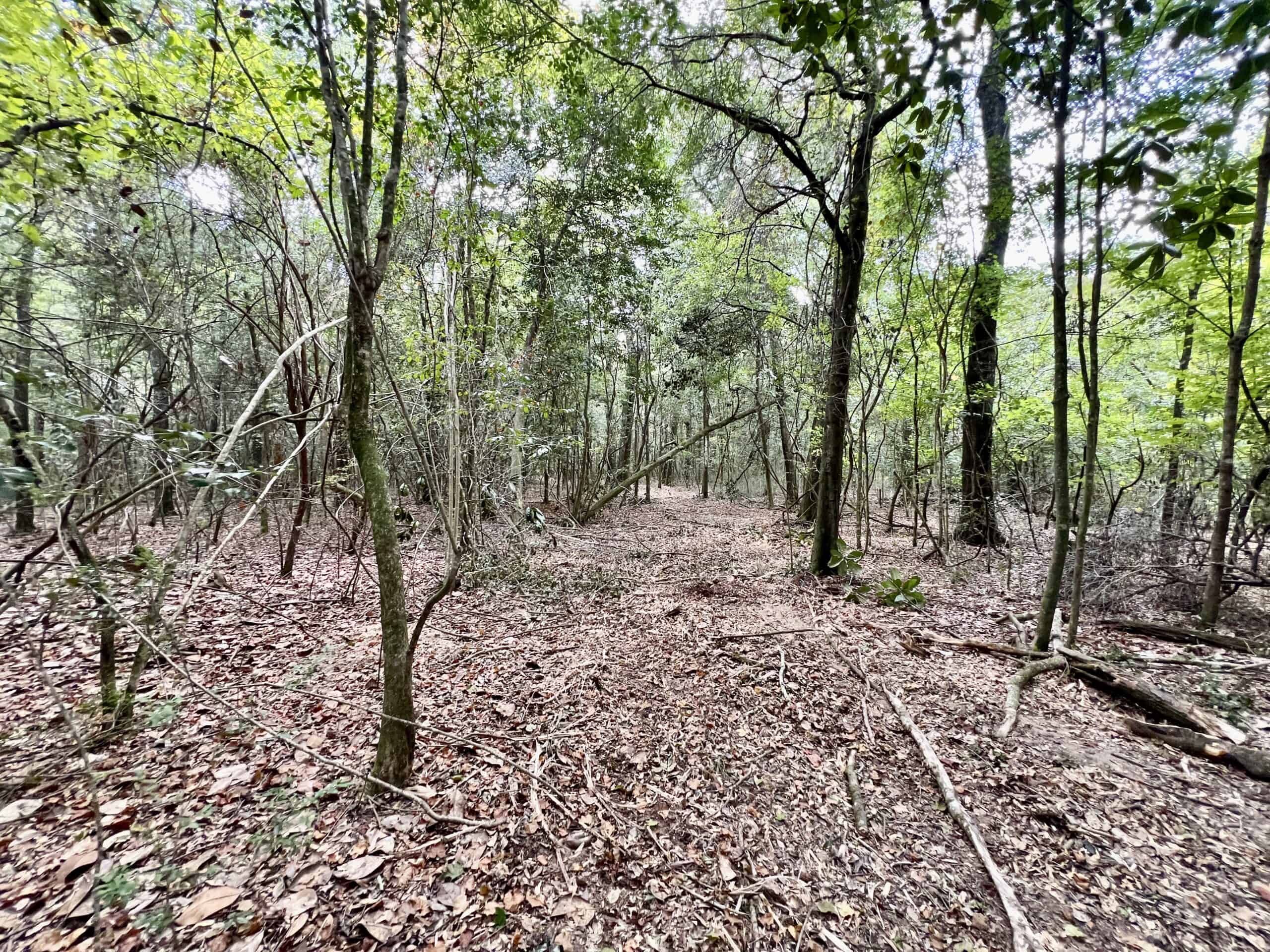 Prime Riverfront Hunting & Recreational Land for Sale in Samson Alabama!