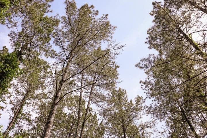120 Acre Hunter’s Paradise in South MS for Sale