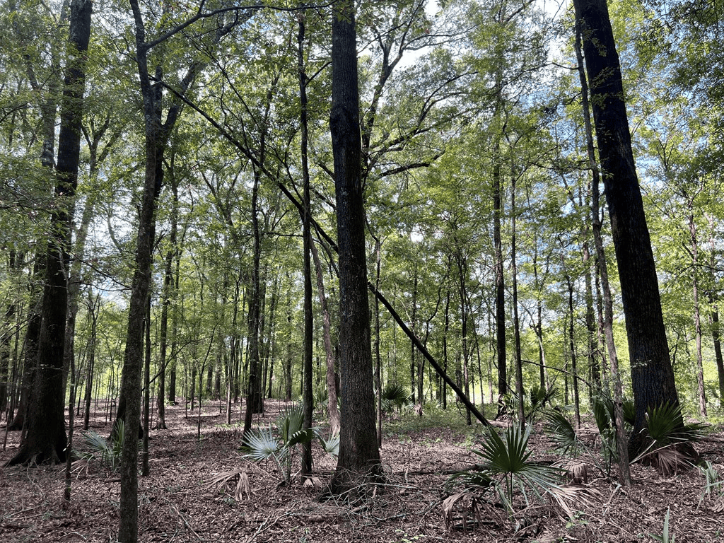 Hunting Land for Sale in Yazoo County, MS