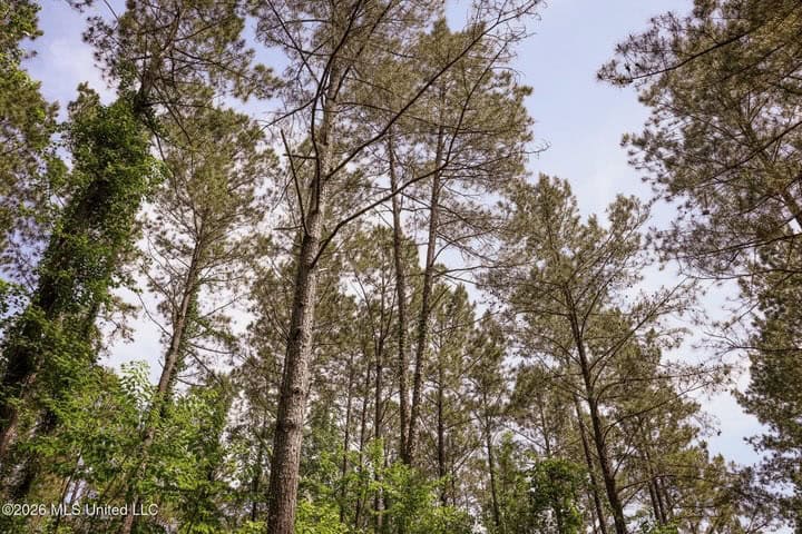 120 Acre Hunter’s Paradise in South MS for Sale