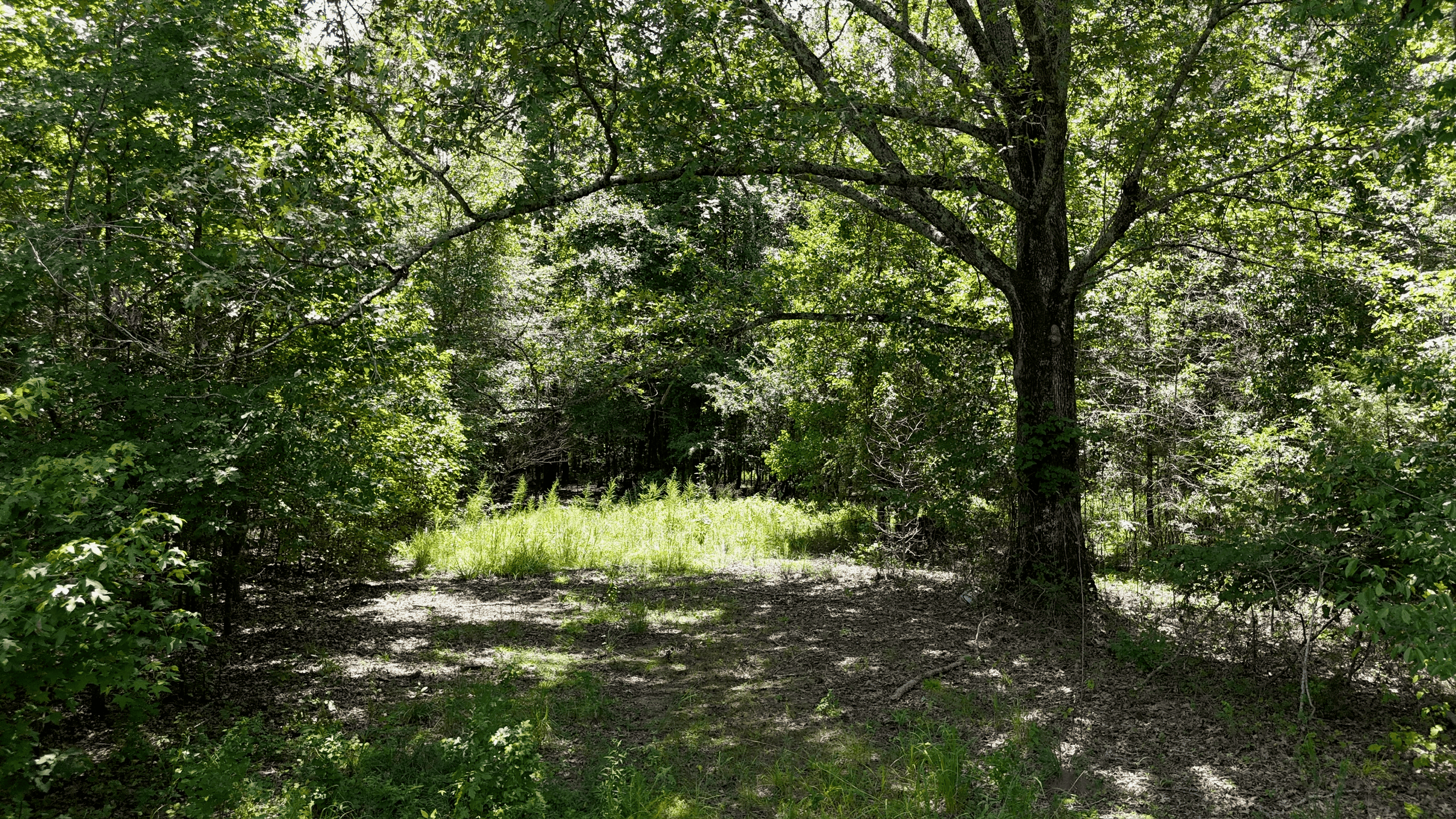 194 Acre Hunting, Homesite, and Pastureland for Sale
