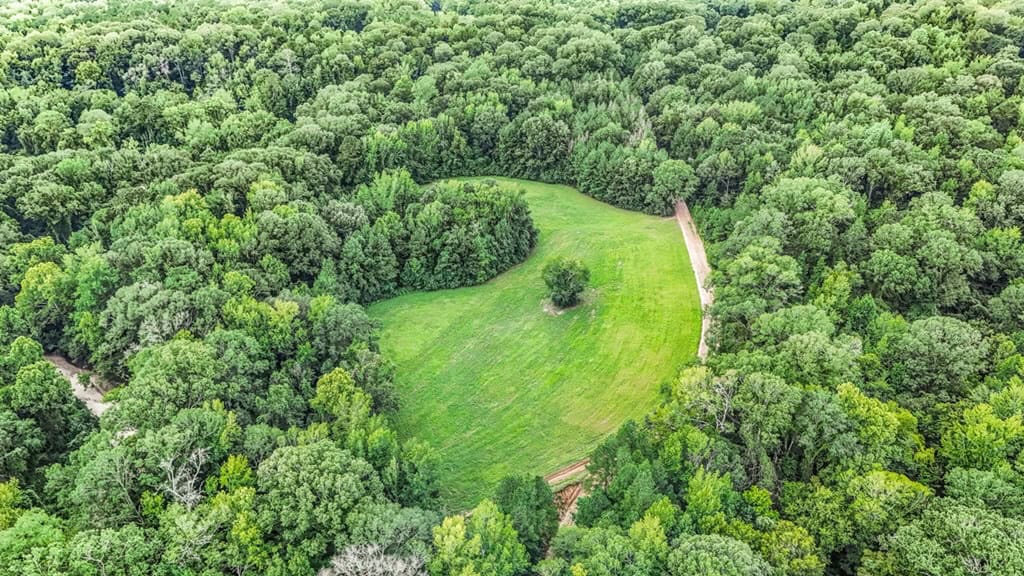 Lonely Live Oak – 1115 Acres Hunting Timberland SW MS