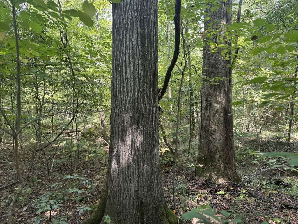 120 Acre Hunter’s Paradise in South MS for Sale