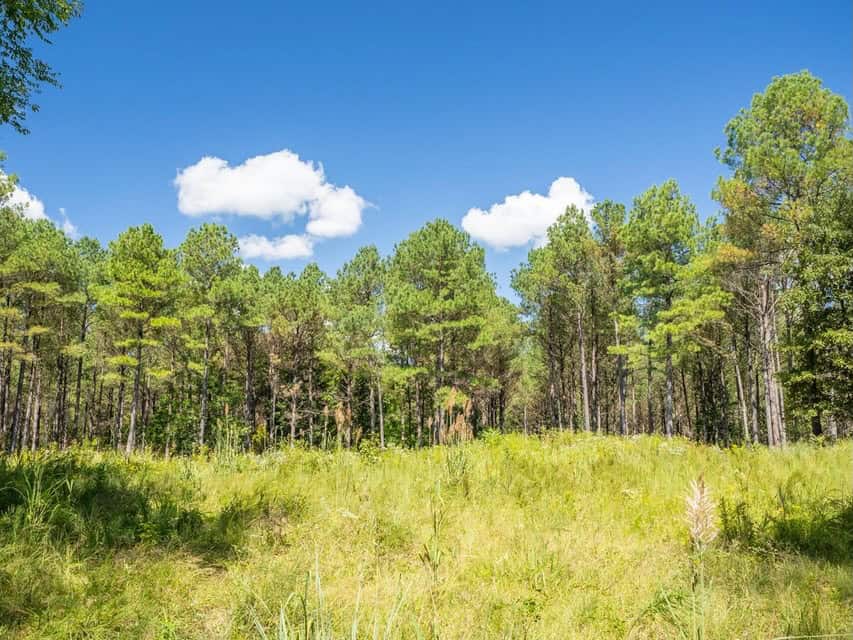 109 Acres For Sale Starkville MS