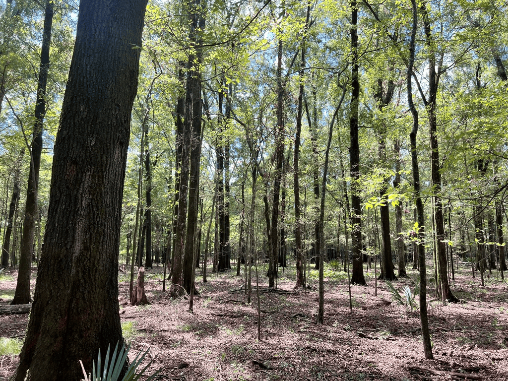 Hunting Land for Sale in Yazoo County, MS