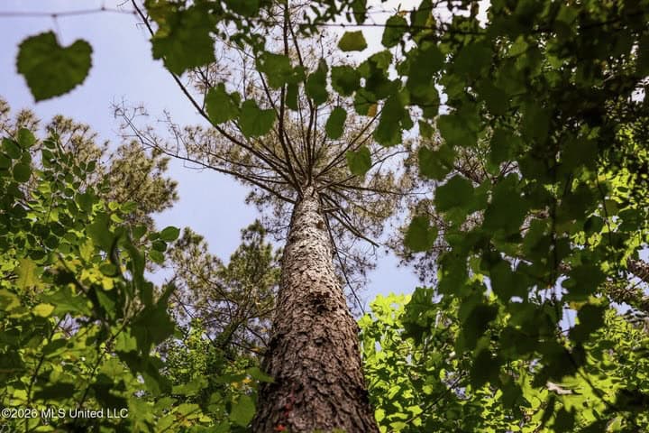 120 Acre Hunter’s Paradise in South MS for Sale