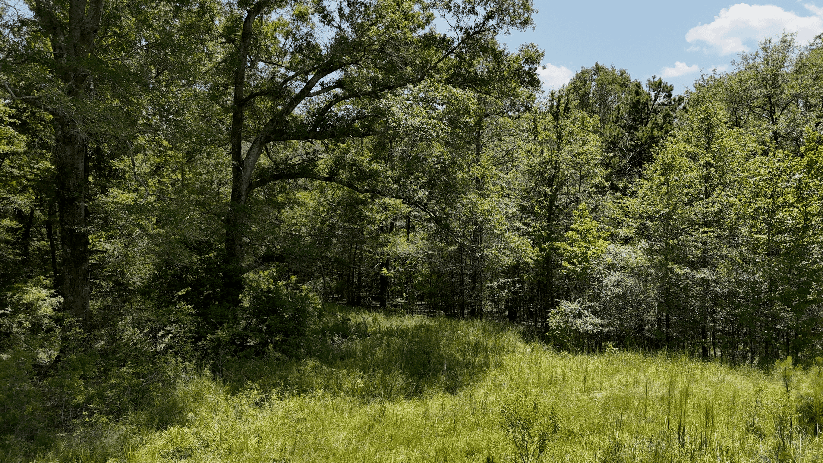 194 Acre Hunting, Homesite, and Pastureland for Sale