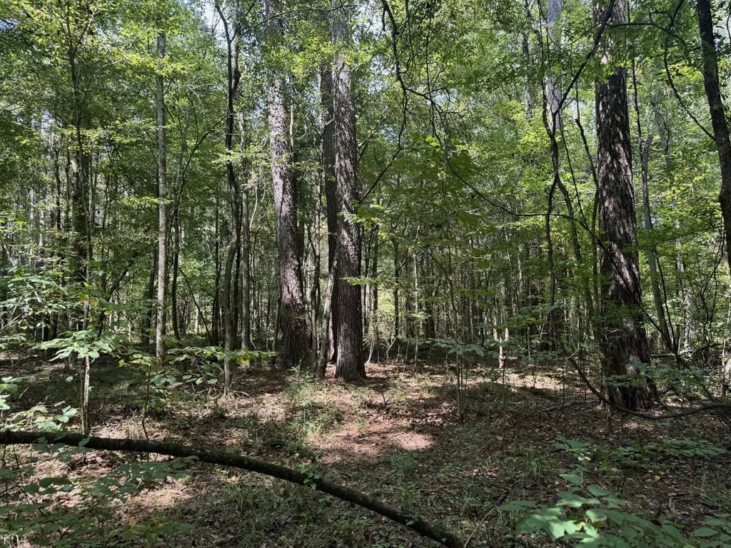 120 Acre Hunter’s Paradise in South MS for Sale