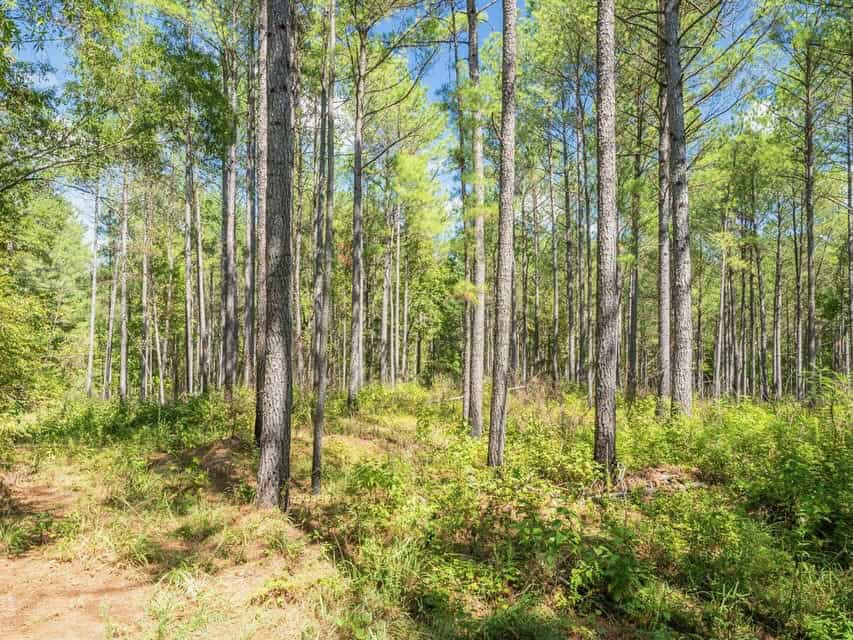 109 Acres For Sale Starkville MS