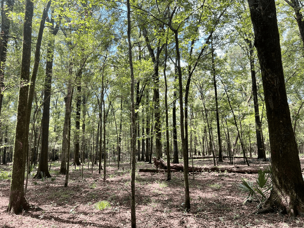 Hunting Land for Sale in Yazoo County, MS