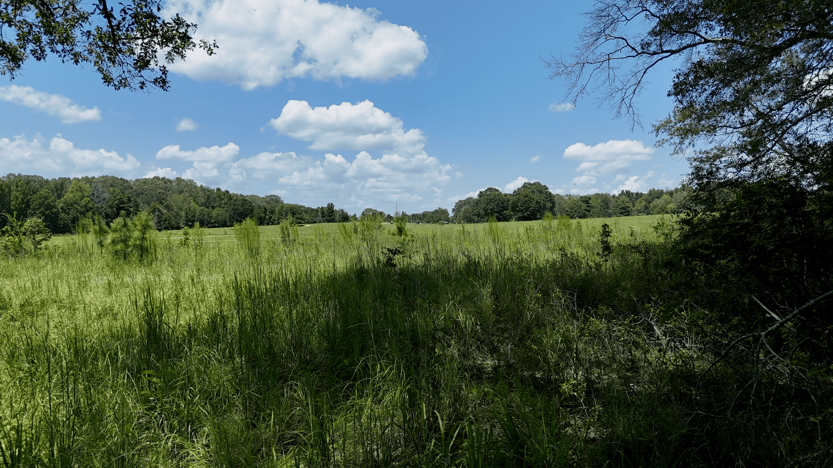 194 Acre Hunting, Homesite, and Pastureland for Sale