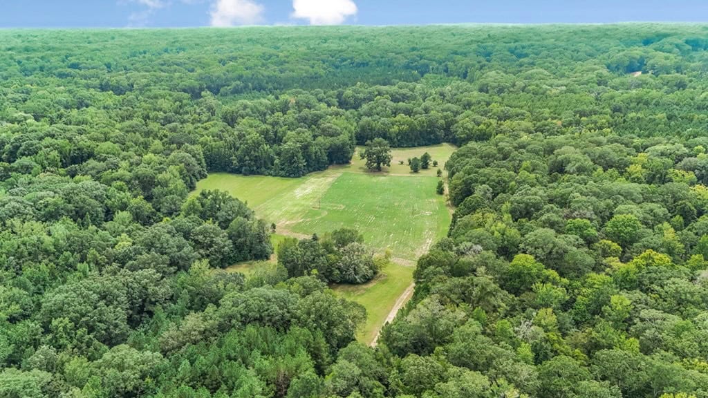 Lonely Live Oak – 1115 Acres Hunting Timberland SW MS