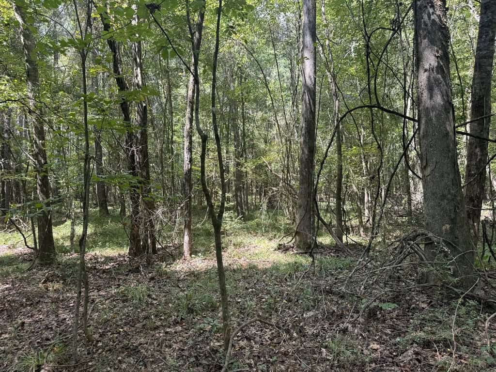 120 Acre Hunter’s Paradise in South MS for Sale