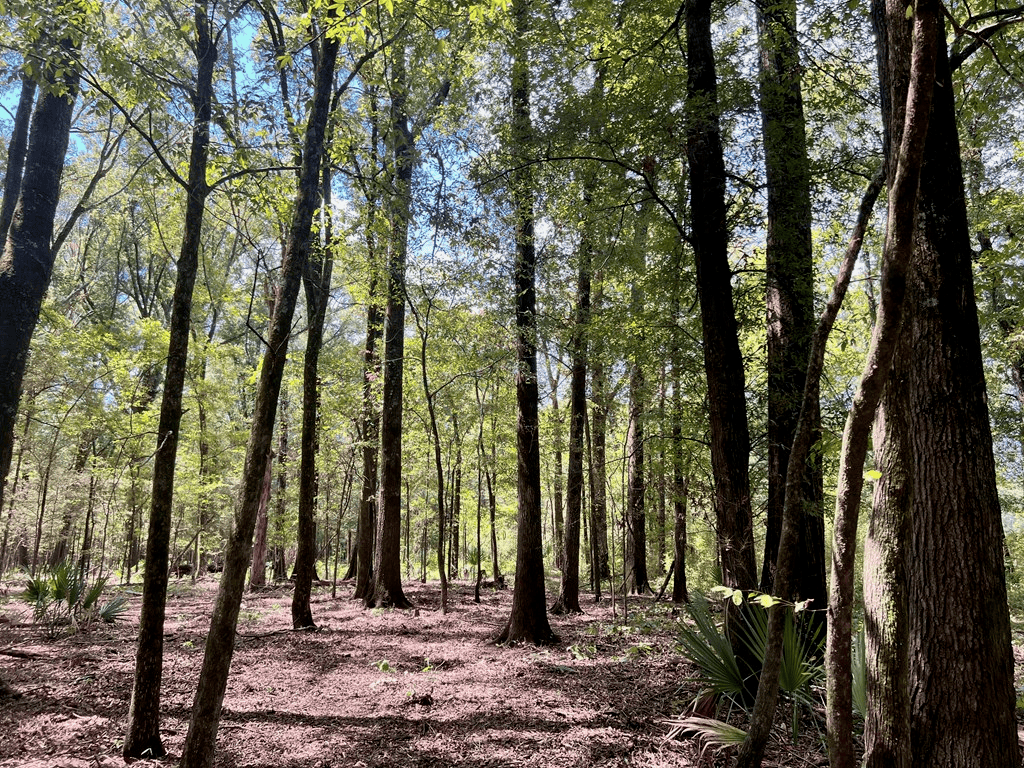 Hunting Land for Sale in Yazoo County, MS