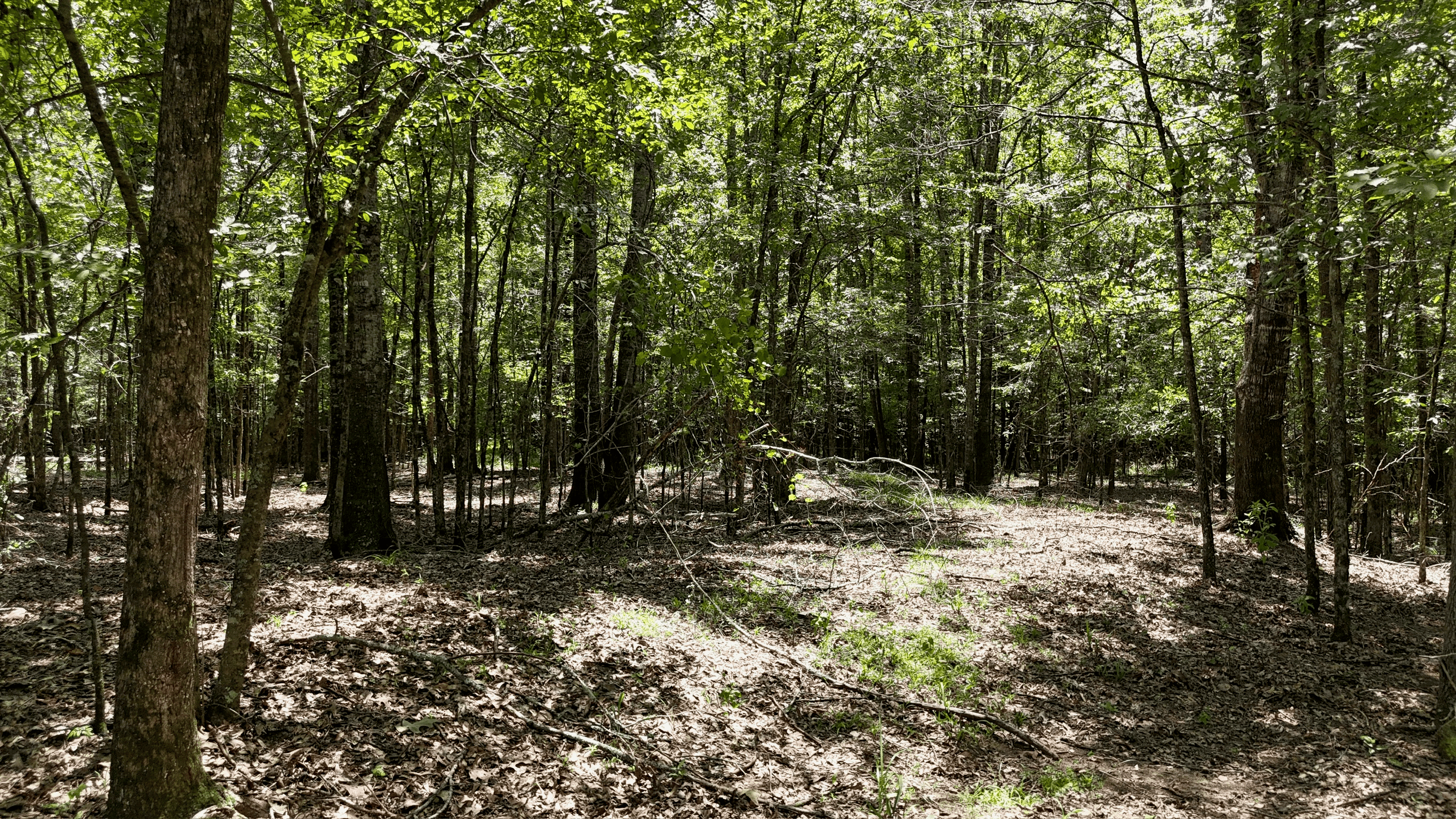 194 Acre Hunting, Homesite, and Pastureland for Sale