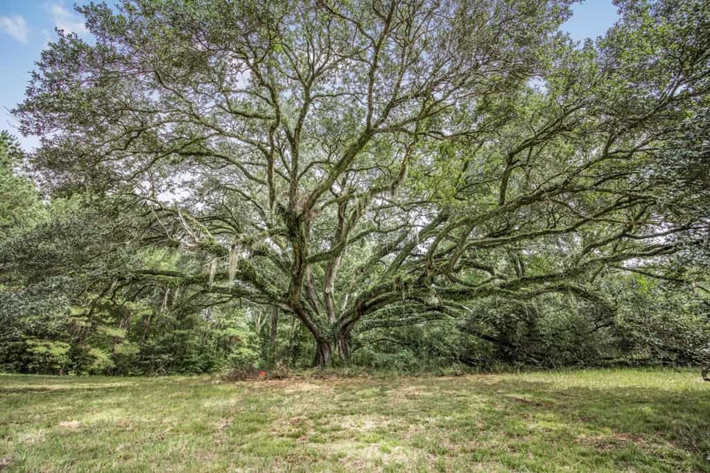 Lonely Live Oak – 1115 Acres Hunting Timberland SW MS