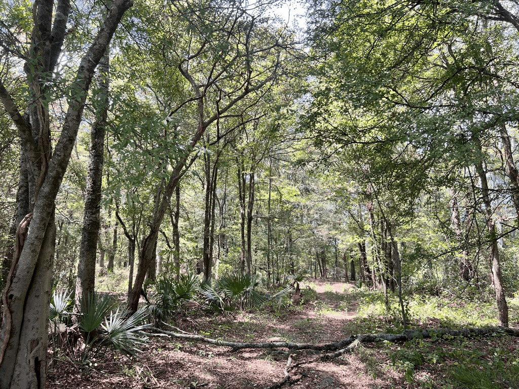 Hunting Land for Sale in Yazoo County, MS
