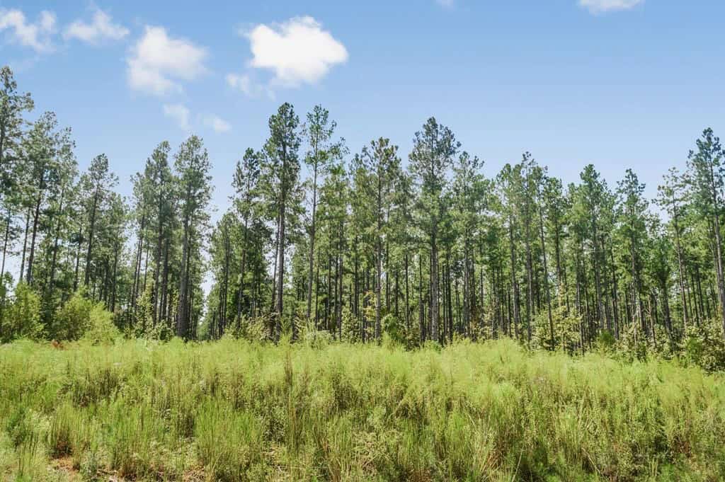 200 Acres of Land for Sale in North Pike School District