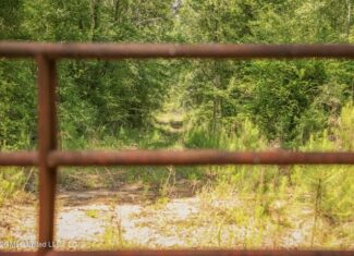 120 Acre Hunter’s Paradise in South MS for Sale