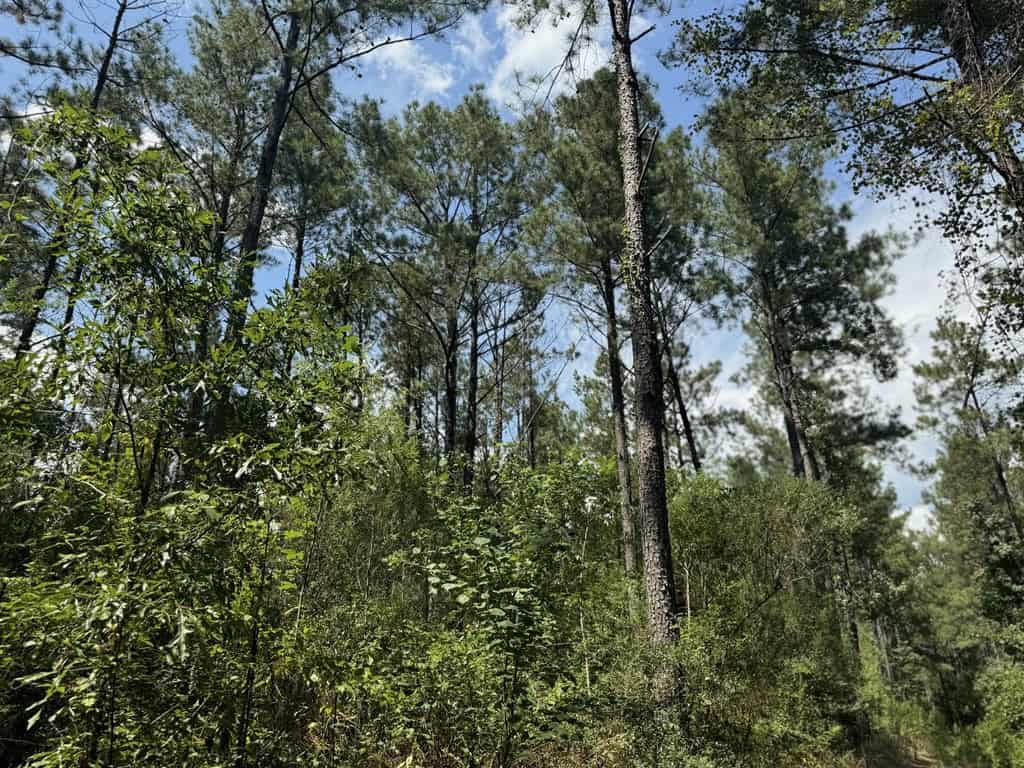 120 Acre Hunter’s Paradise in South MS for Sale