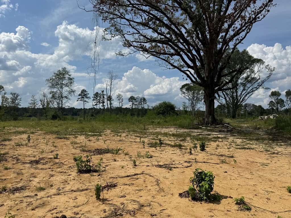 32 Acres Land for Sale Amite County, Mississippi