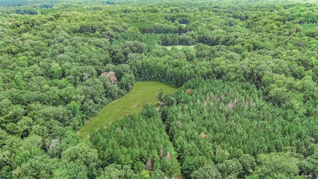 Lonely Live Oak – 1115 Acres Hunting Timberland SW MS