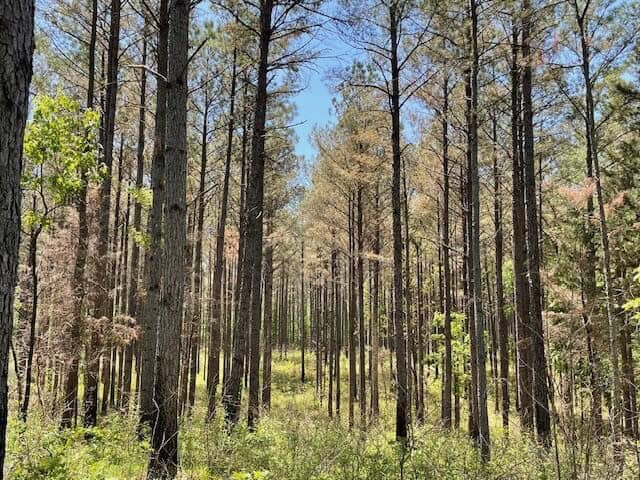 109 Acres For Sale Starkville MS