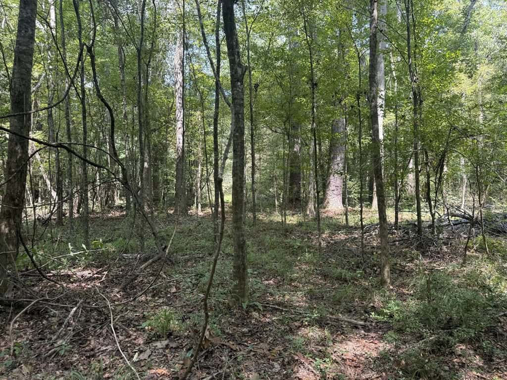 120 Acre Hunter’s Paradise in South MS for Sale